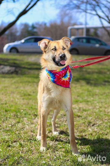 Собака в добрые руки