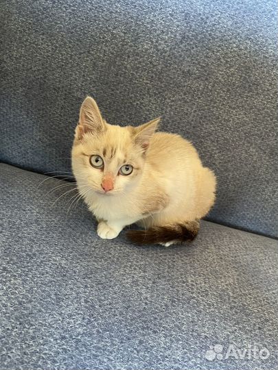 Кошка в добрые руки