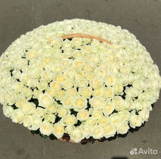 101 роза 51 роза Доставка