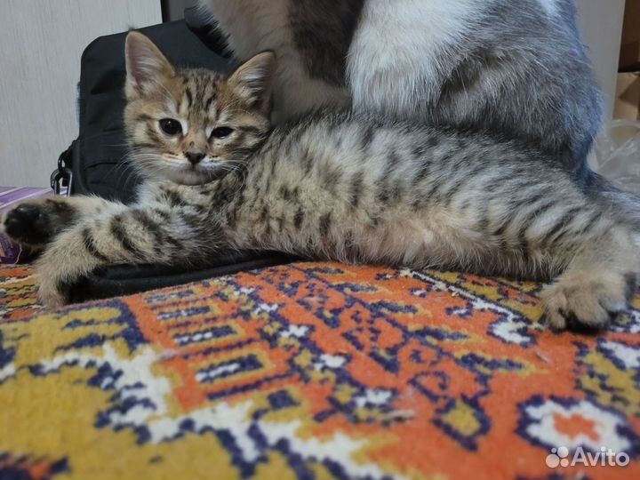 Котята в добрые руки мальчики 1,5 мес