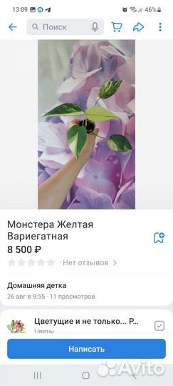 Монстеры и Рафидофоры. Октябрь