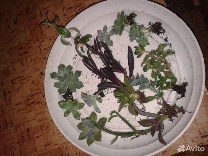 Редкие суккуленты