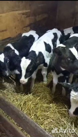 Телята бычки