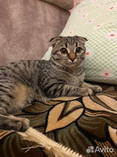 Вислоухое счастье в добрые ручки