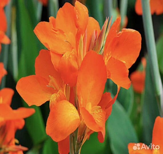 Канны зеленолистные оранжевые
