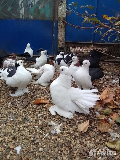 Продажа статных голубей
