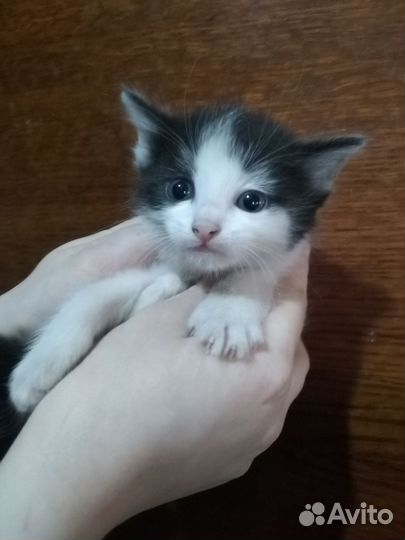 Котята крысоловы в добрые руки бесплатно