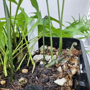 Папоротник Микросорум Сколопендриум