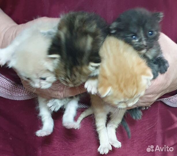 Котята в добрые руки 50р