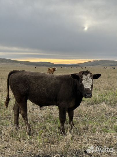 Телята бычки телки