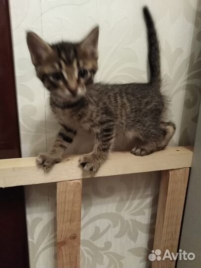Котята в дар в добрые руки