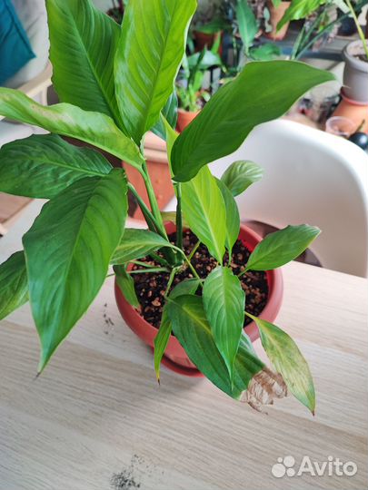 Спатифиллум