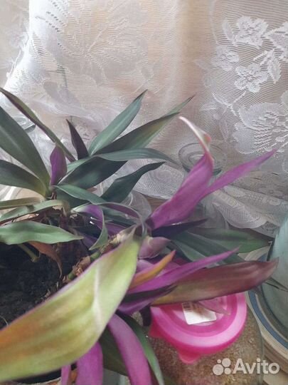 Традисканция Рэо