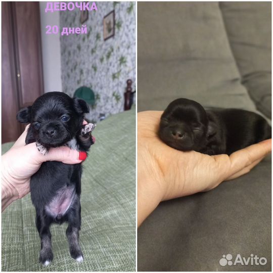 Продам щенков чихуахуа