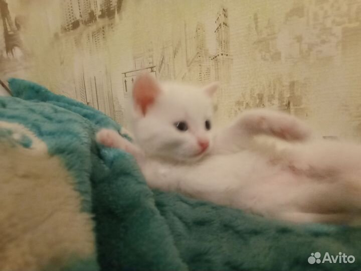 Белый котенок