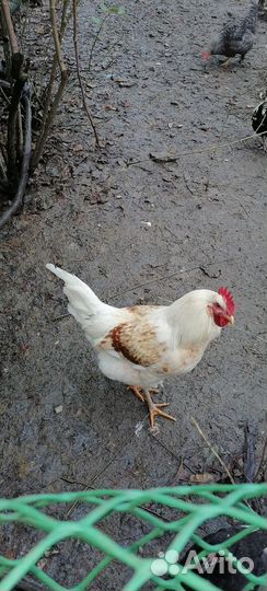 Петухи