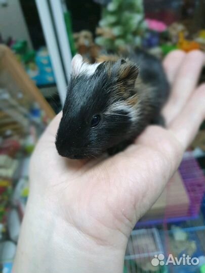 Морские свинки