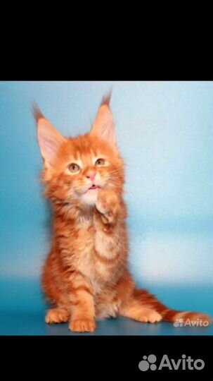 Мейн-кун котята и вязка полидакты