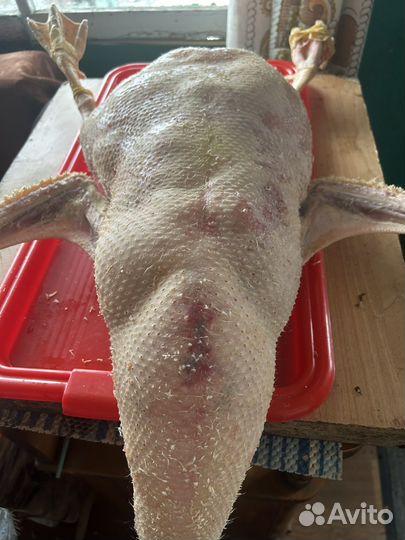 Гуси Линда живым весом