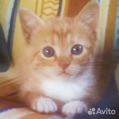 Рыжий котенок (девочка) в добрые руки