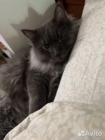 Котик в добрые руки