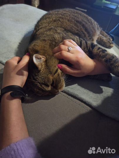 Ветеринарный фельдшер