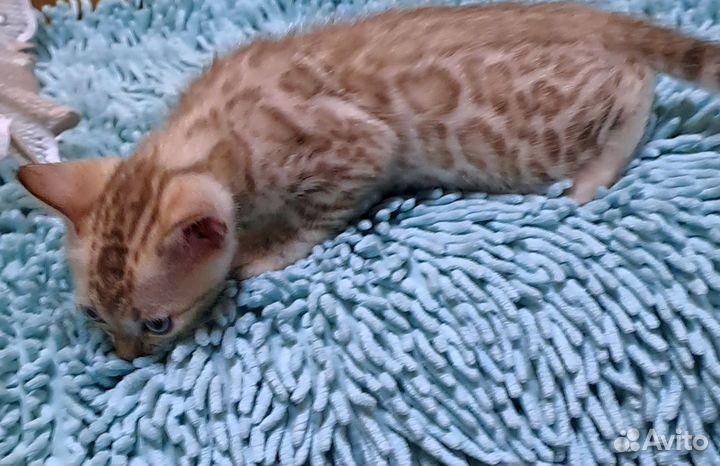 Бенгальский котёнок мальчик