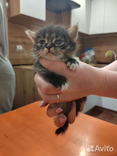 Кошки в добрые руки