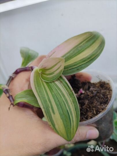 Традесканции сортовые