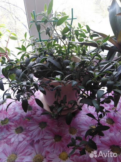 Комнатные цветы