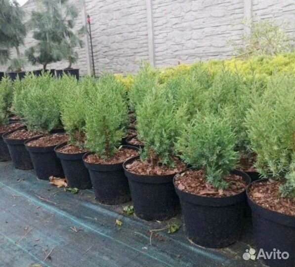 Можжевельник скайрокет из питомника