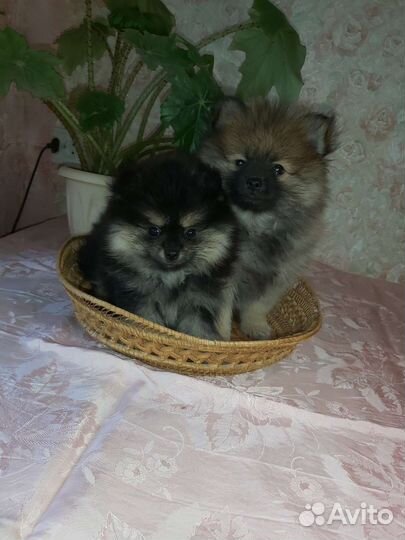 Шпиц Померанский