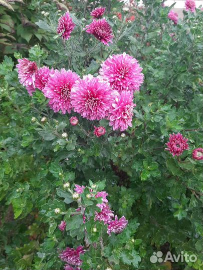 Хризантема