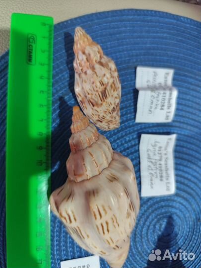 Волюта каллипара фестива, редкая