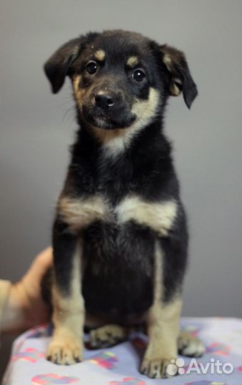 Щенки щенок в добрые руки