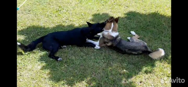 Передержка собак