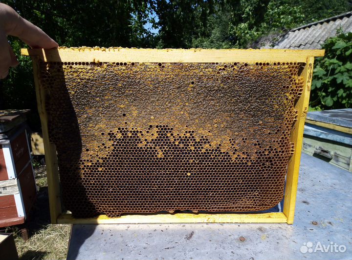 Настоящий мед с собственной пасеки и мед в сотах