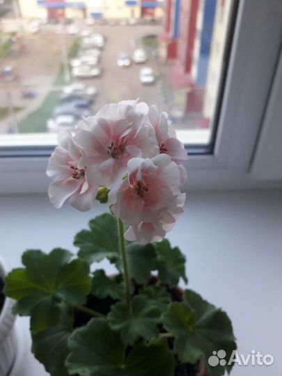 Пеларгония герань