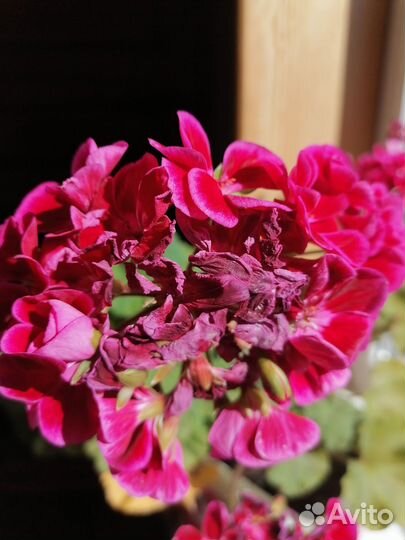 Герань пеларгония