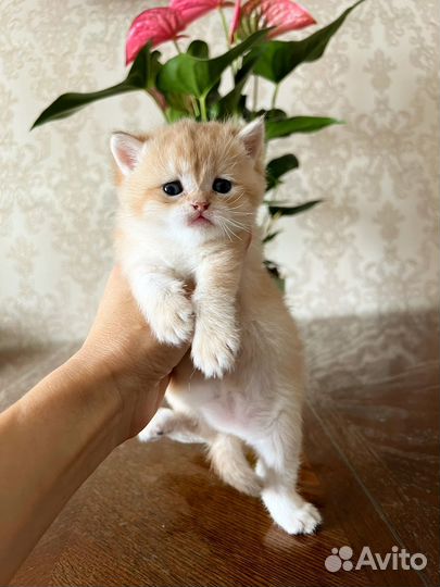 Британские котята с короткой и длинной шерстью