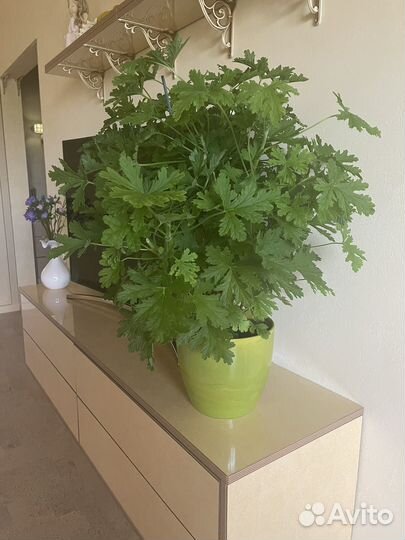 Пеларгония герань лимонная душистая