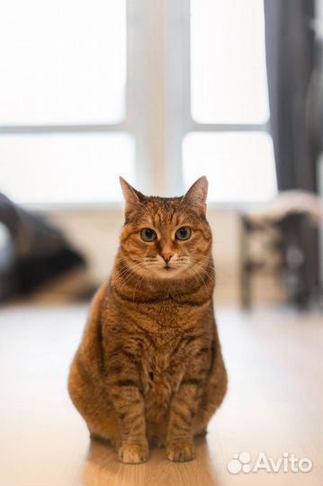 Малышка ждет любящих котородителей