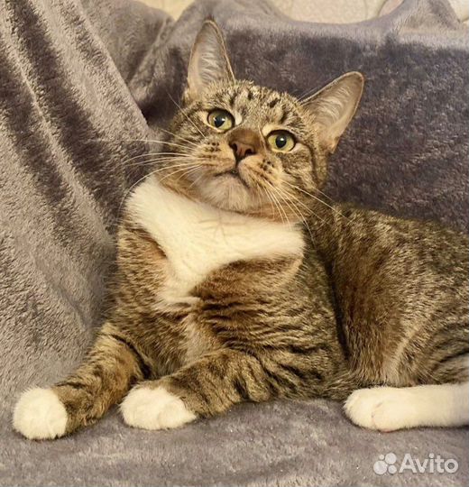 Метис с мейнкуном девочка Даша