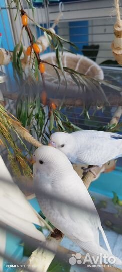 Попугайчики красивой расцветки