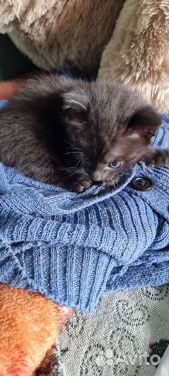 Отдам котят