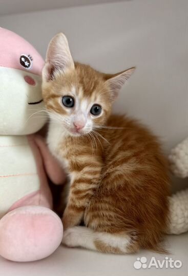 Котята в добрые руки мальчики