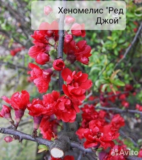 Декоративные деревья и кустарники(почта, сдек)