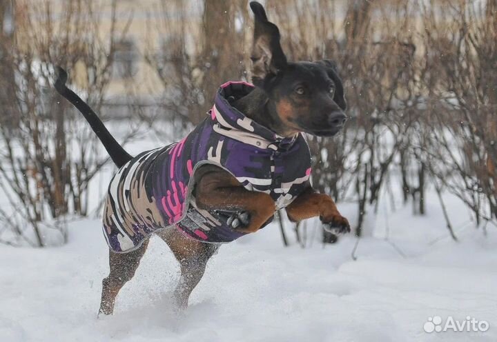 Дрессировка и воспитание собак / Кинолог с опытом