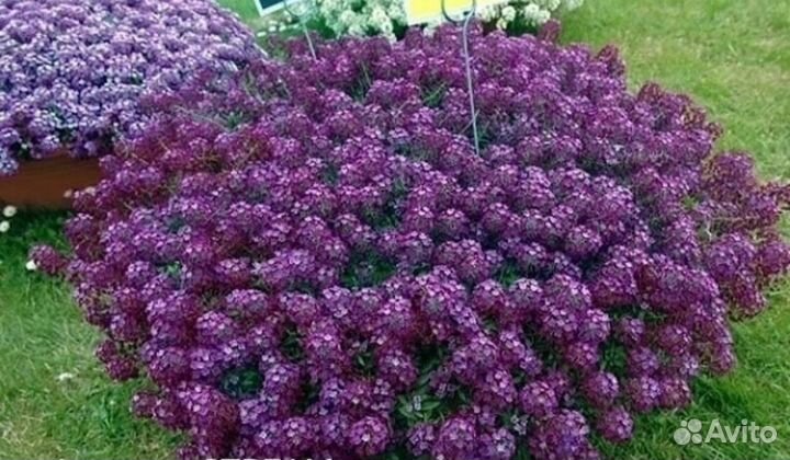 Алиссум Сноу принцесс, Stream Lavеnder