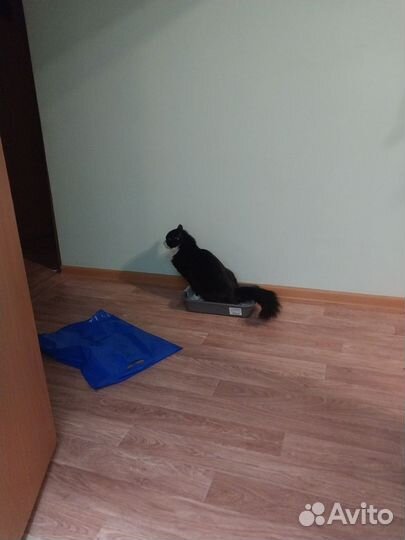 Котик ищет дом
